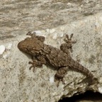 Maurischer Wand Gecko